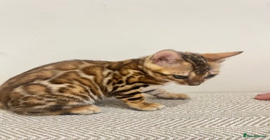 Bengal cats - Advert 7