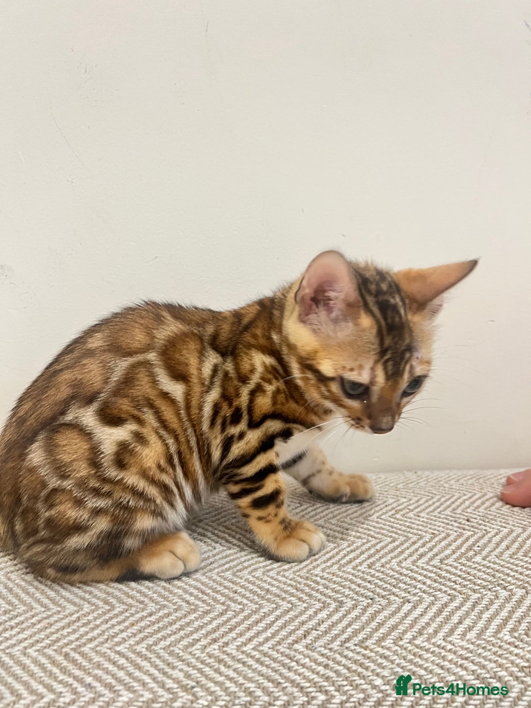 Bengal cats for sale: Stunning Bengal GIRL Kitten, TICA– ready 12/08/25 - Image 2