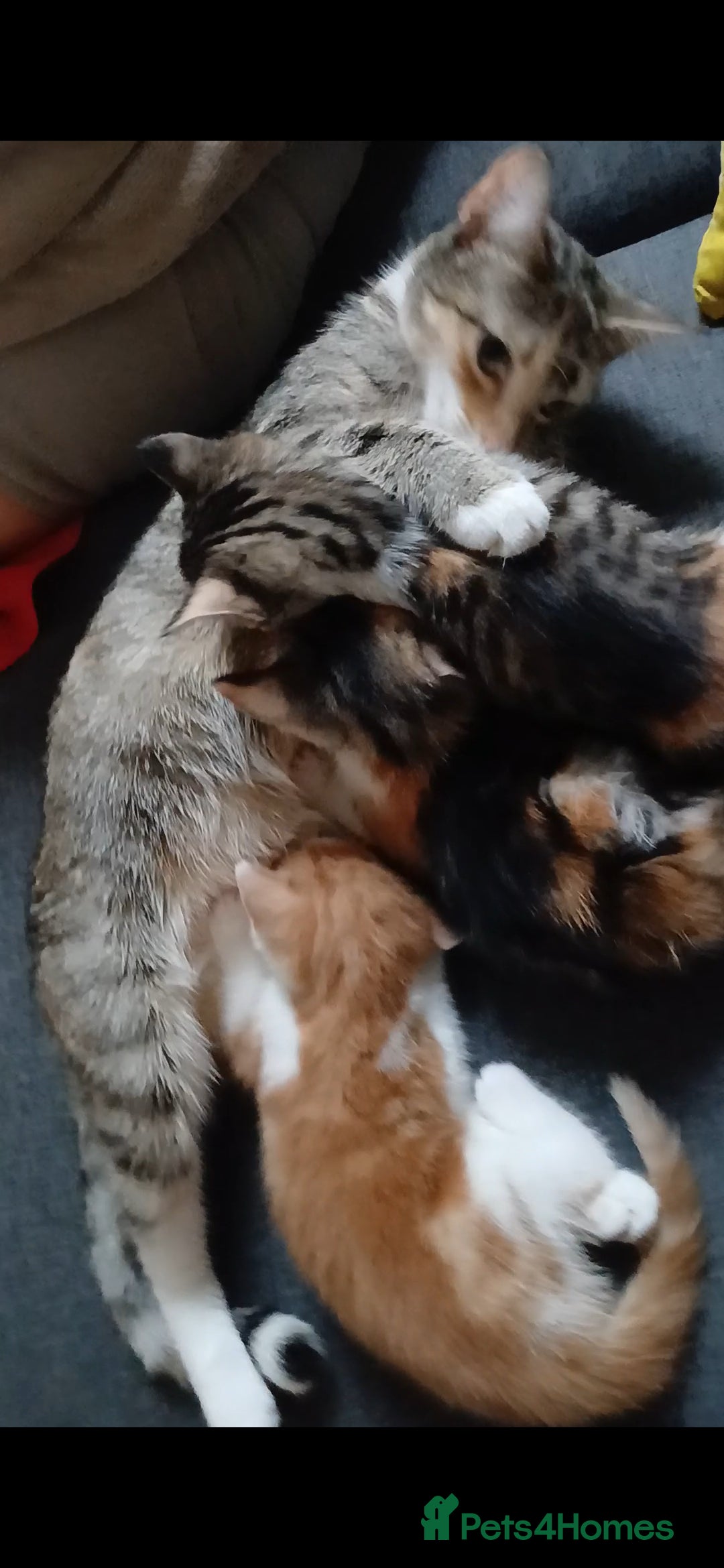 American Shorthair cats for sale: Kittens - Advert 12