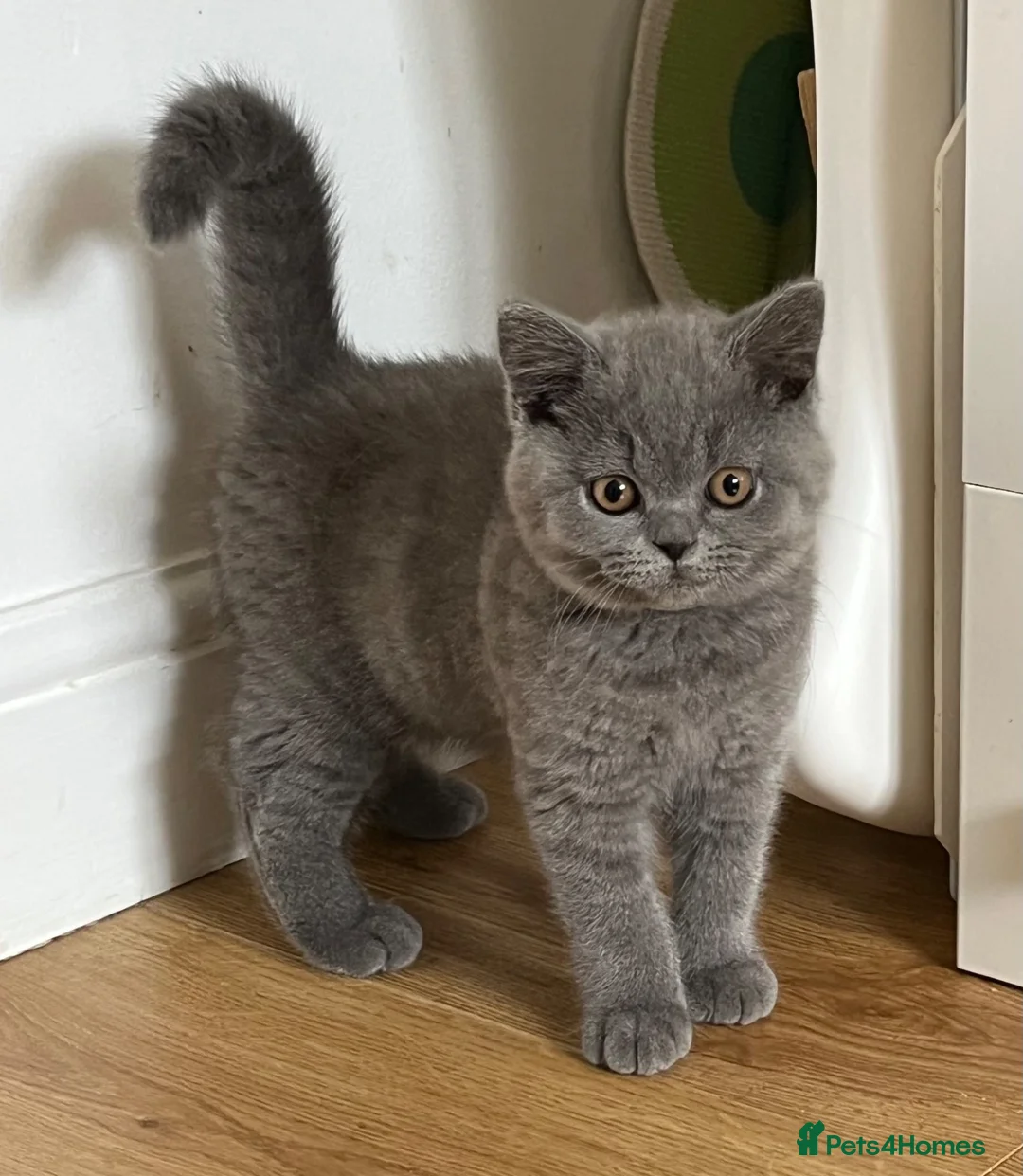 British Shorthair cats for sale: Chunky GCCF registered British Shorthair Blue boys - Advert 2