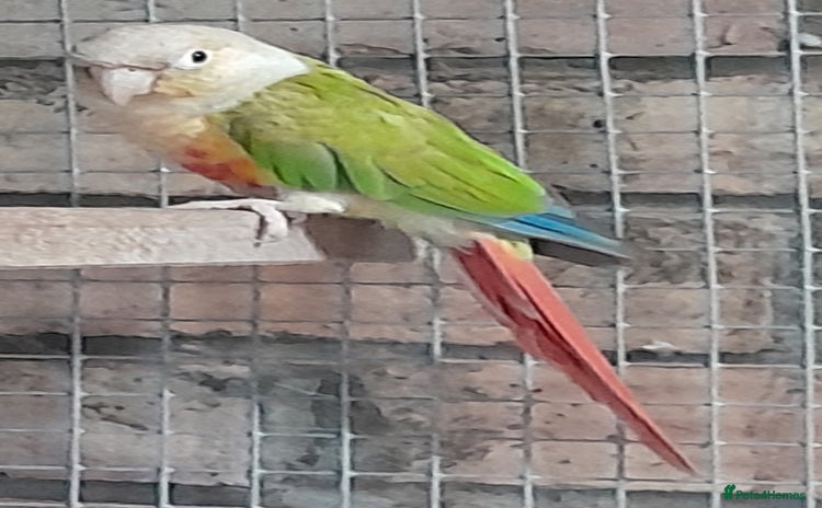 Conures birds - Advert 9