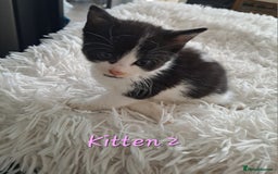 Mixed Breed cats for sale: 4 Stunning kittens for sale - Image 12