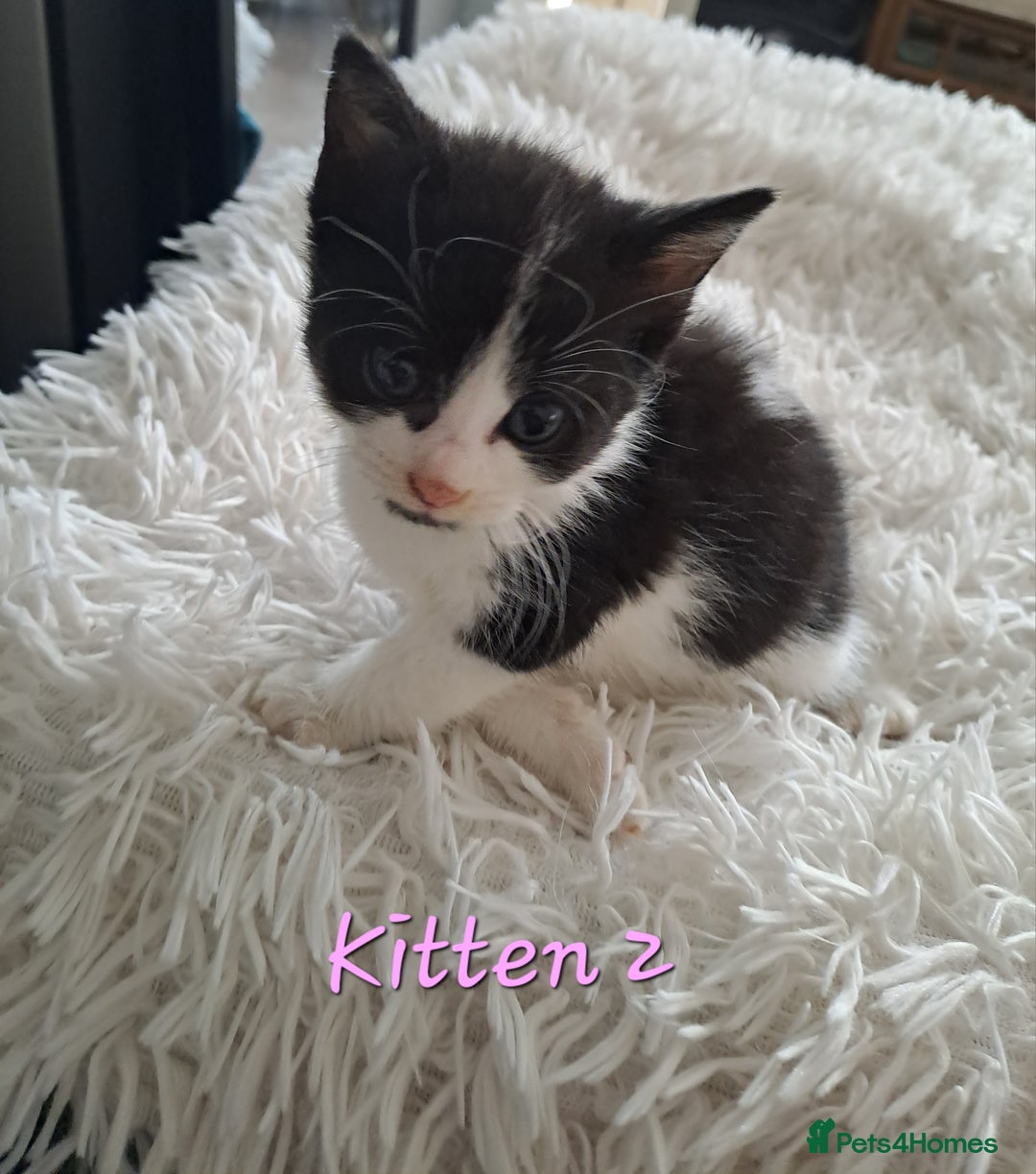 Mixed Breed cats for sale: 4 Stunning kittens for sale - Image 12