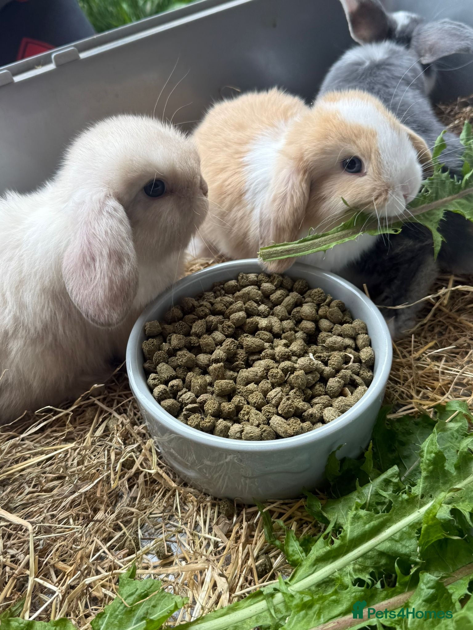 Mini Lop rabbits pure breed minilop rabbit's  - Advert 1
