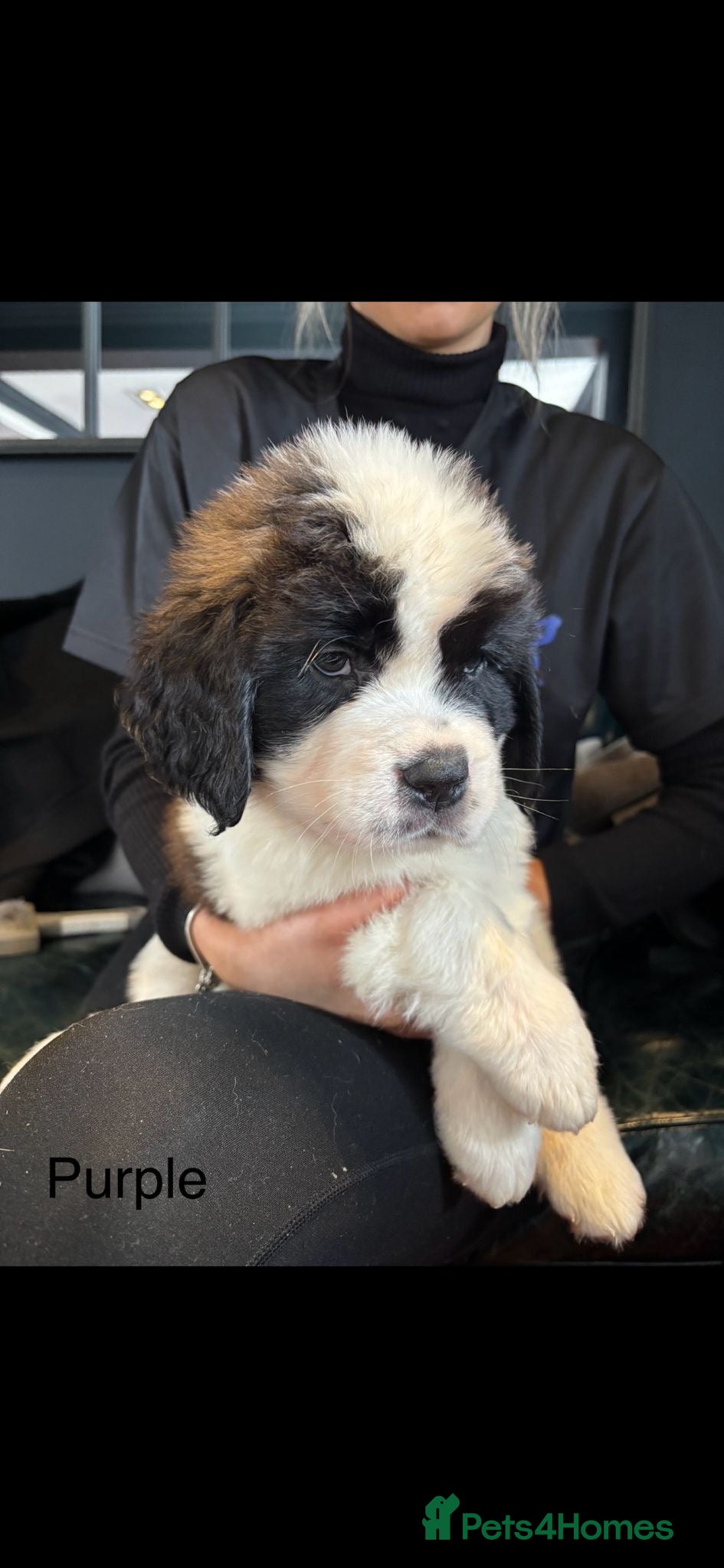 Saint Bernard dogs Outstanding KC Saint Bernard Puppies - Advert 2