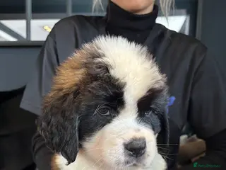 Saint Bernard dogs Outstanding KC Saint Bernard Puppies - Advert 2