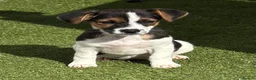 Jack Russell dogs for sale: Traditional short-legged Jack Russell puppy’s. - Advert 22