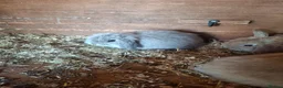 Mini Lop rabbits for sale: Stunning lop eared updated 14/04 - Advert 1