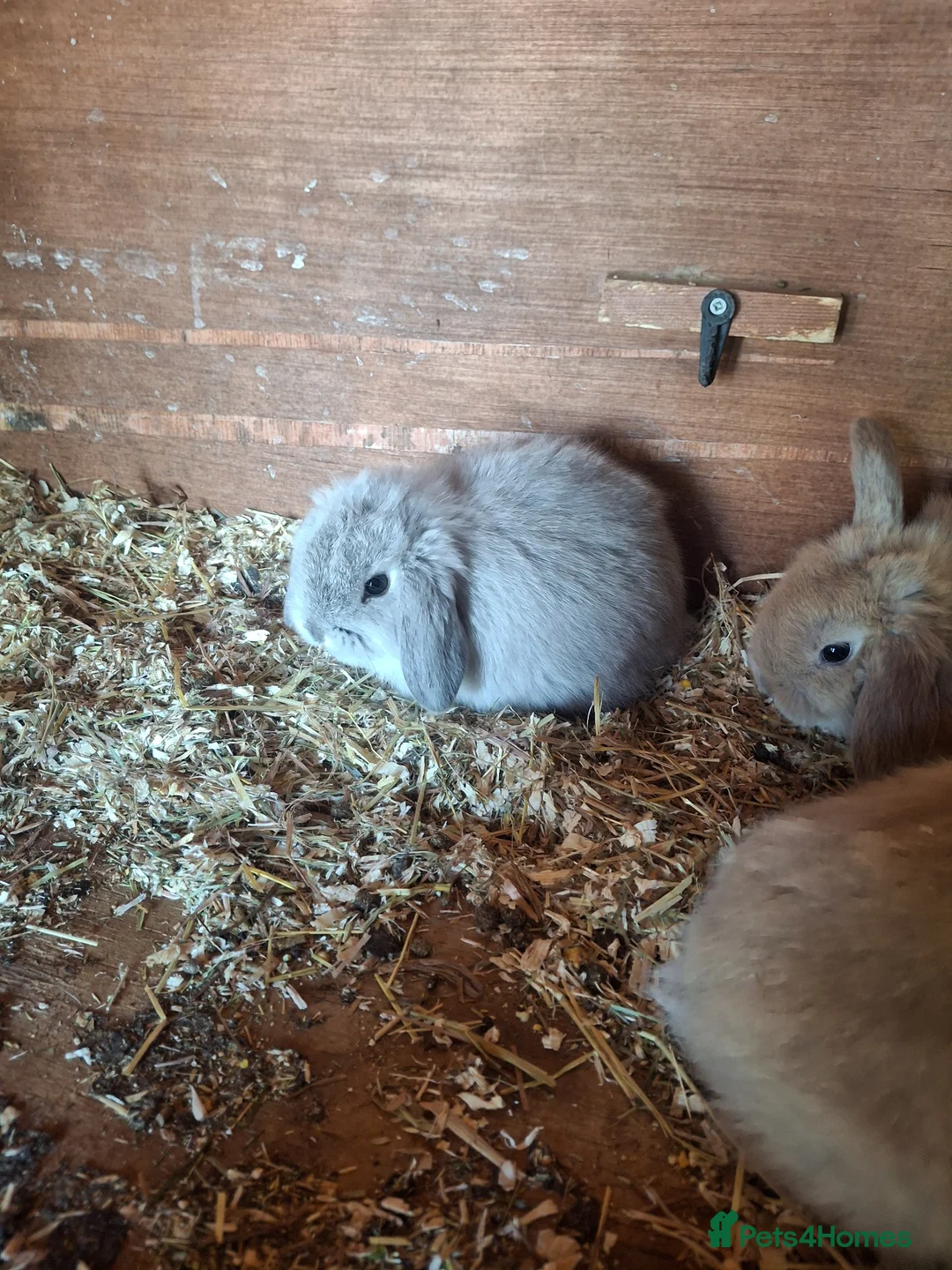 Mini Lop rabbits for sale: Stunning lop eared updated 14/04 - Advert 1