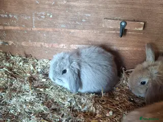 Mini Lop rabbits Stunning lop eared updated 14/04 - Advert 19