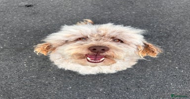 Cockapoo dogs - Advert 9