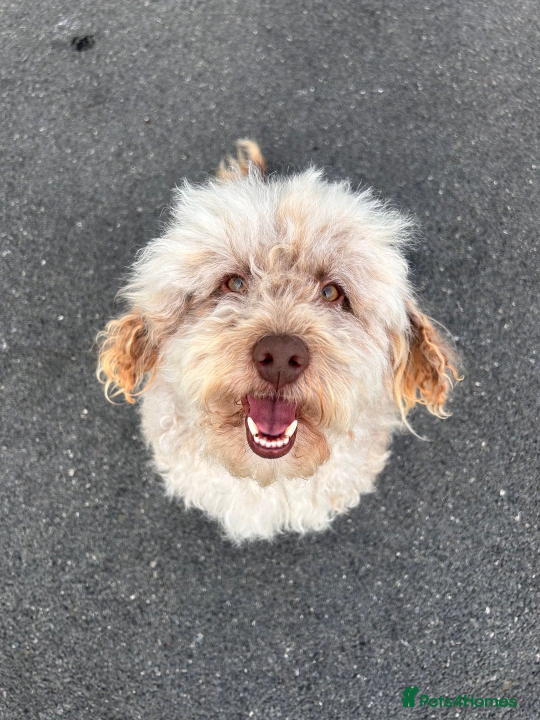 Cockapoo dogs for sale: F2 cockapoo  - Image 2