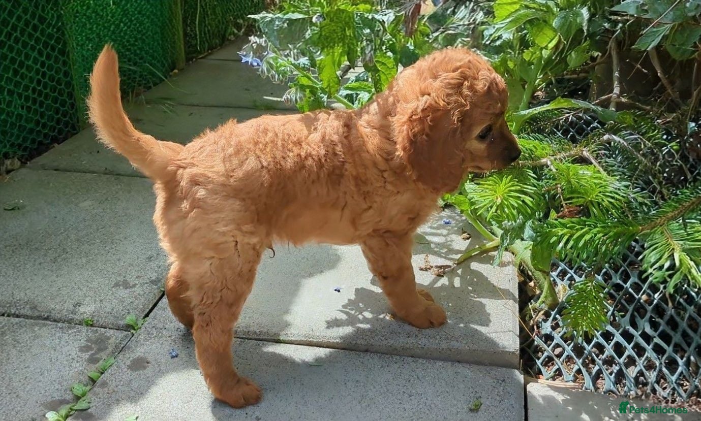 Cavapoo dogs ONLY ONE BOY PUPPY LEFT, price open to negotiation - Advert 2