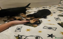 Yorkshire Terrier dogs for sale: Hello - Image 2