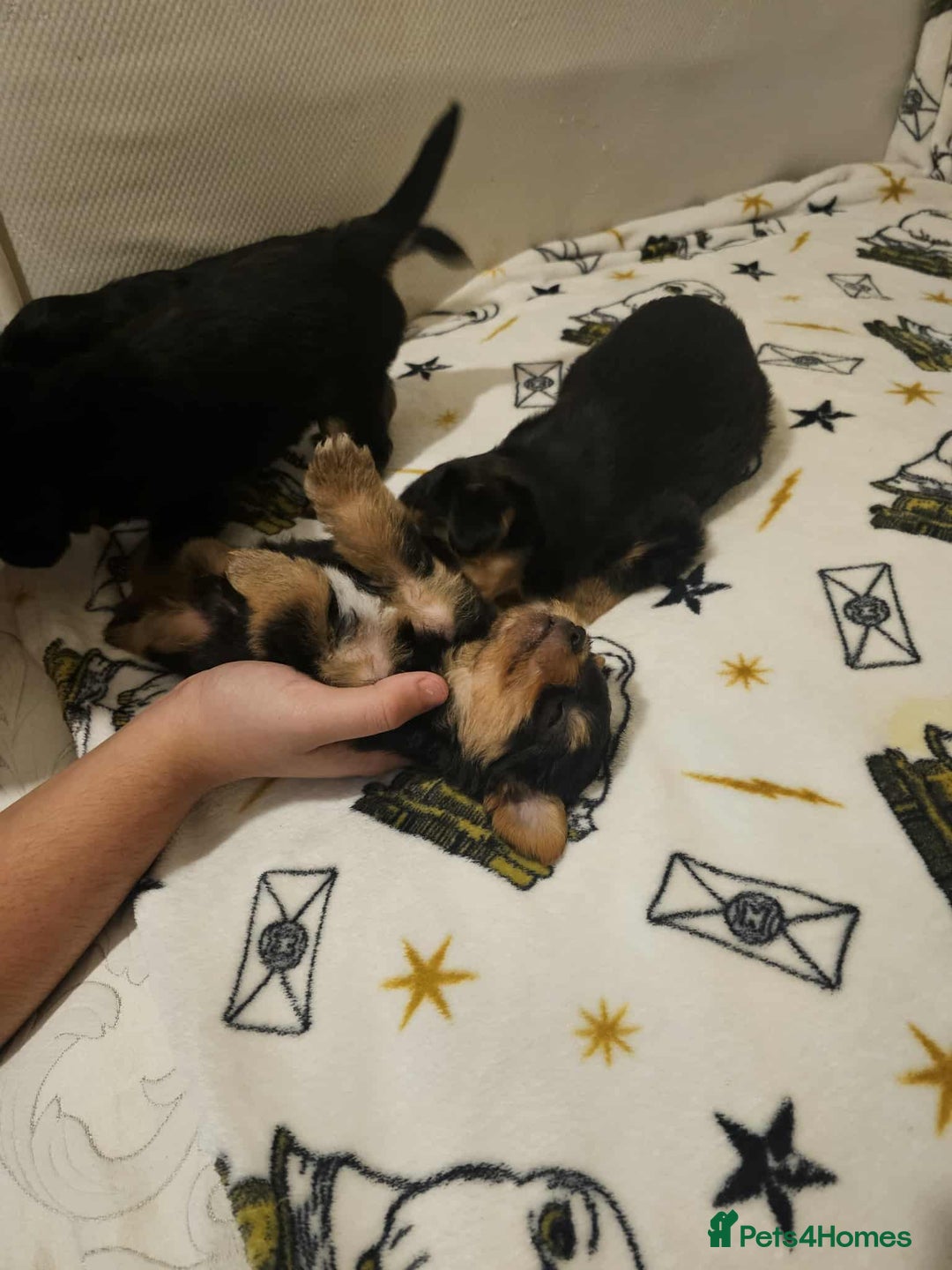 Yorkshire Terrier dogs for sale: Hello - Image 2