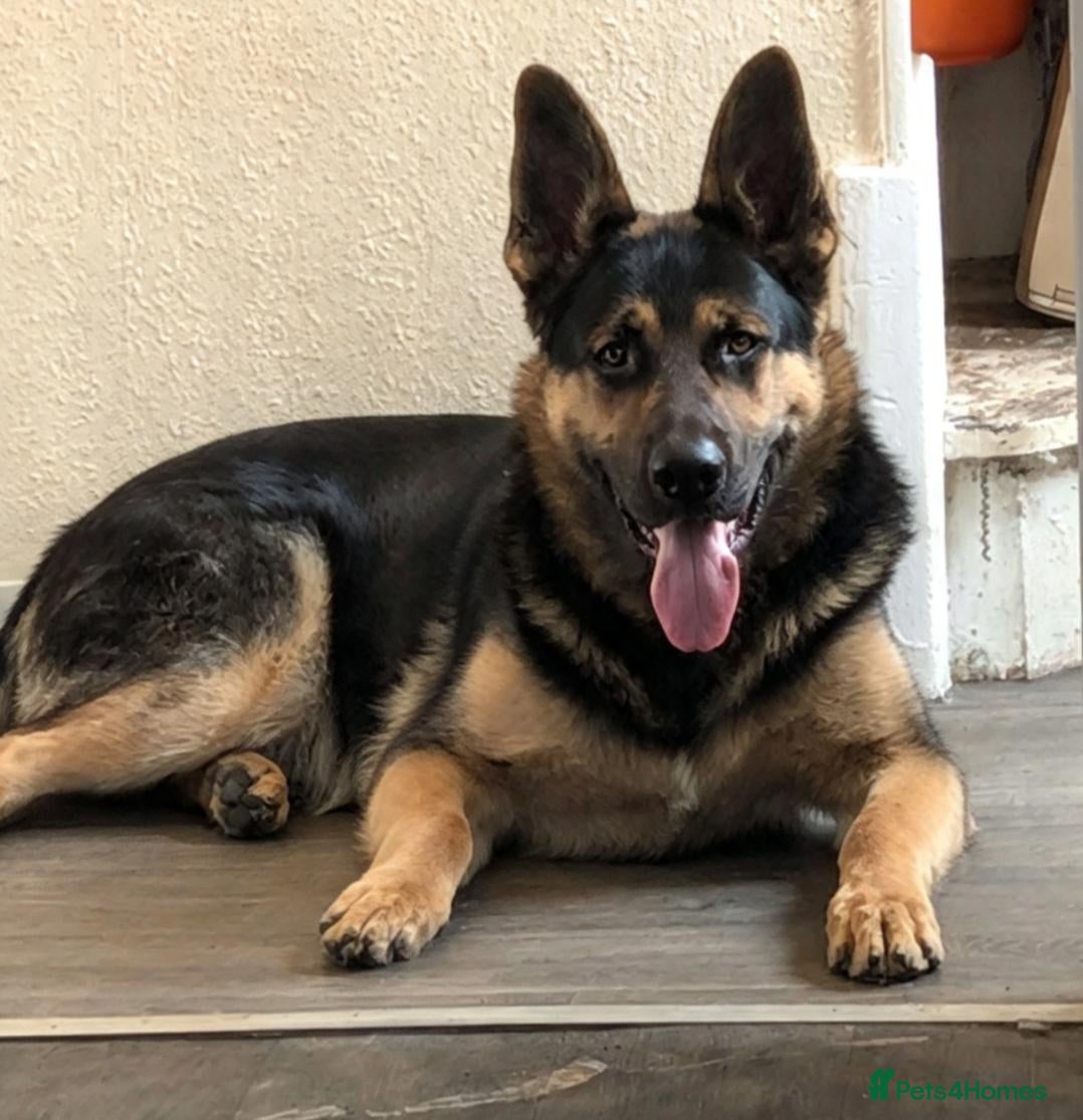 German Shepherd dogs Handsome young male german shepherd  - Advert 1