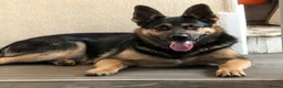 German Shepherd dogs for sale: Handsome young male german shepherd  - Advert 1