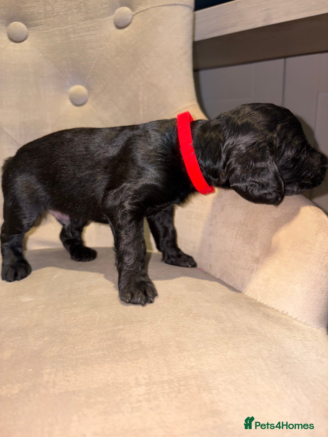 Cockapoo dogs for sale: Beautiful litter of Cockapoo pups - Advert 19