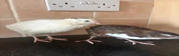 Quail poultry for sale: MALE QUAIL FOR SALE in Newtownards - Advert 5