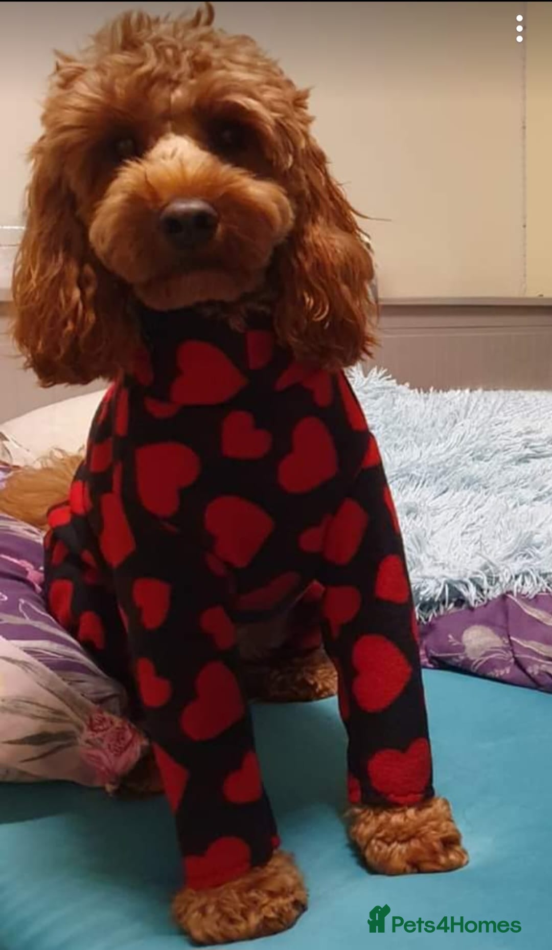 BENJI