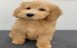 Labradoodle dogs for sale: Multigenerational Medium /Mini Labradoodles  - Image 16