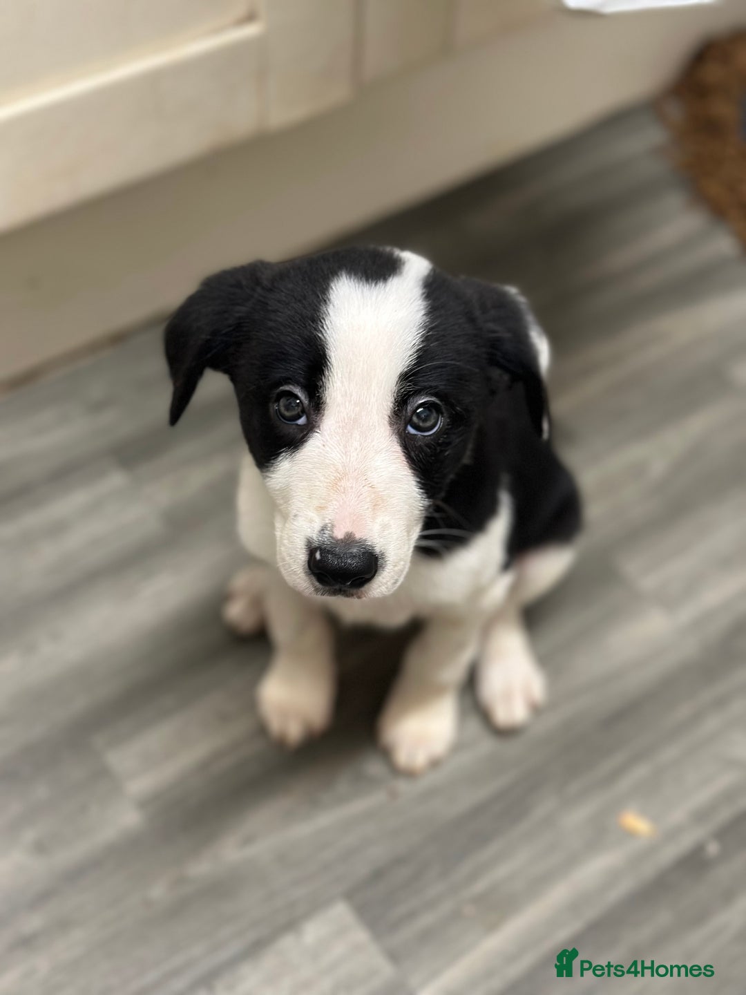 Mixed Breed dogs for sale: Collie x Whippet puppies  - Advert 5