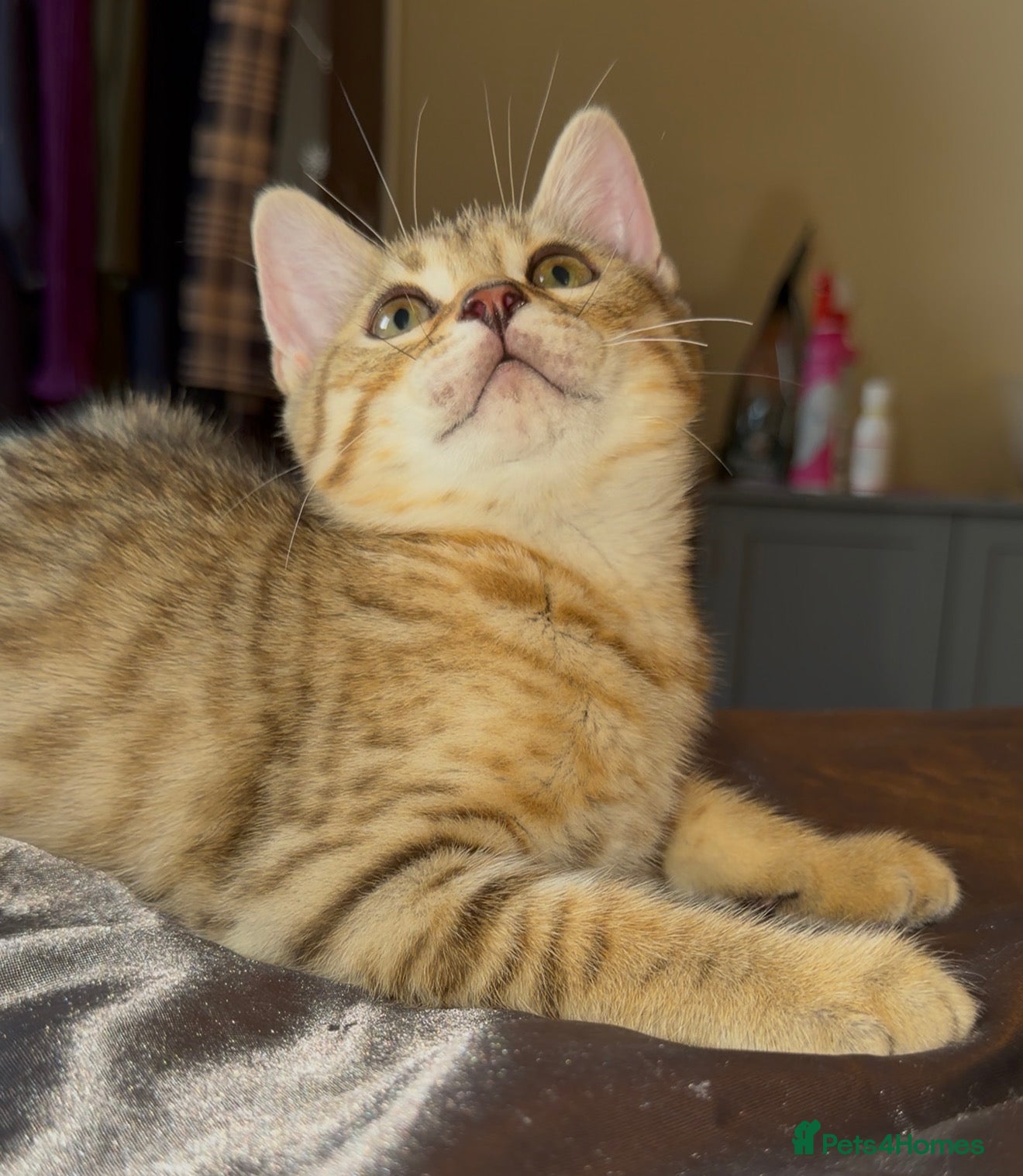 Mixed Breed cats for sale: Bengal X Scottish Straight Hybrid - Advert 2