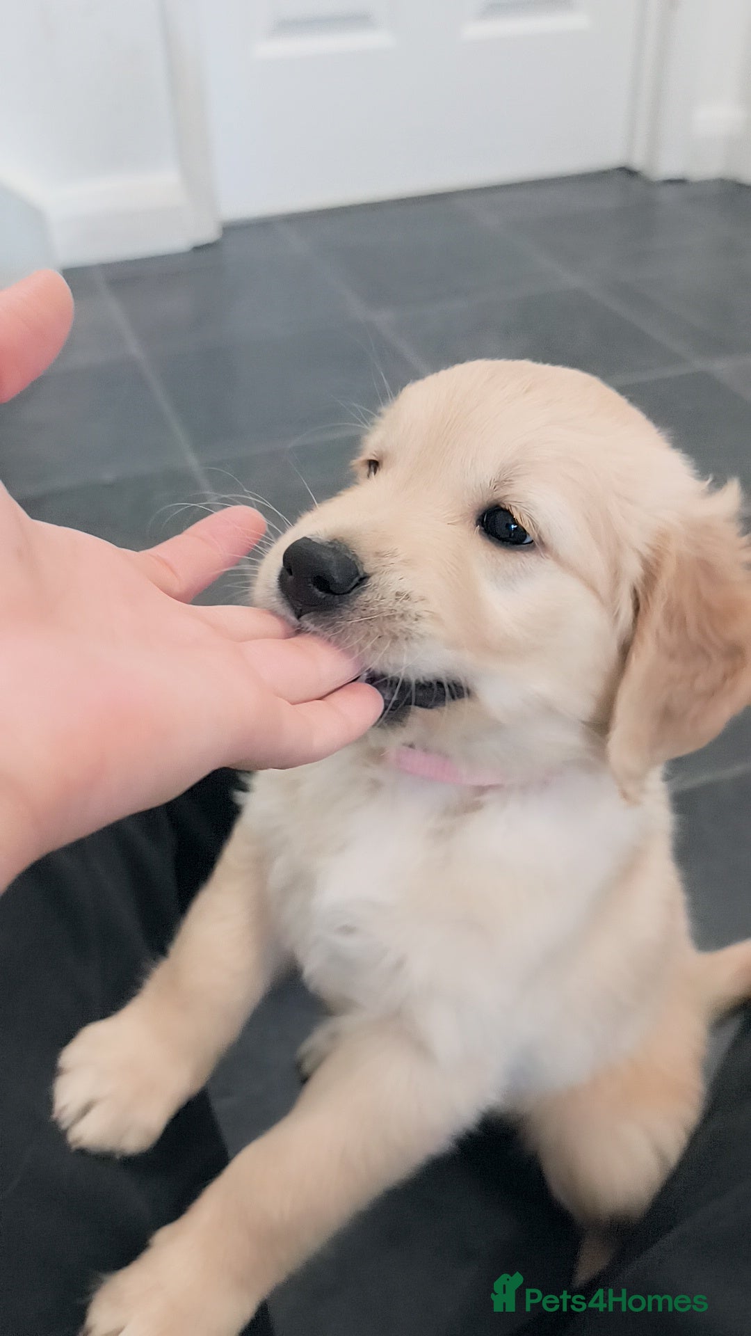 Golden Retriever dogs for sale: Gorgeous golden retriever puppies 🐕 - Advert 18