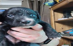 Mixed Breed dogs for sale: READY!! Sprocker jack pups + free bag in Hereford - Image 10