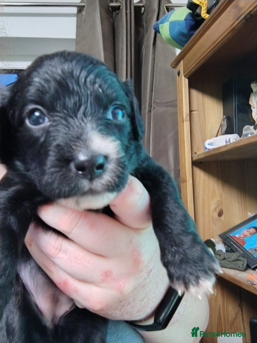 Mixed Breed dogs for sale: READY!! Sprocker jack pups + free bag in Hereford - Image 10