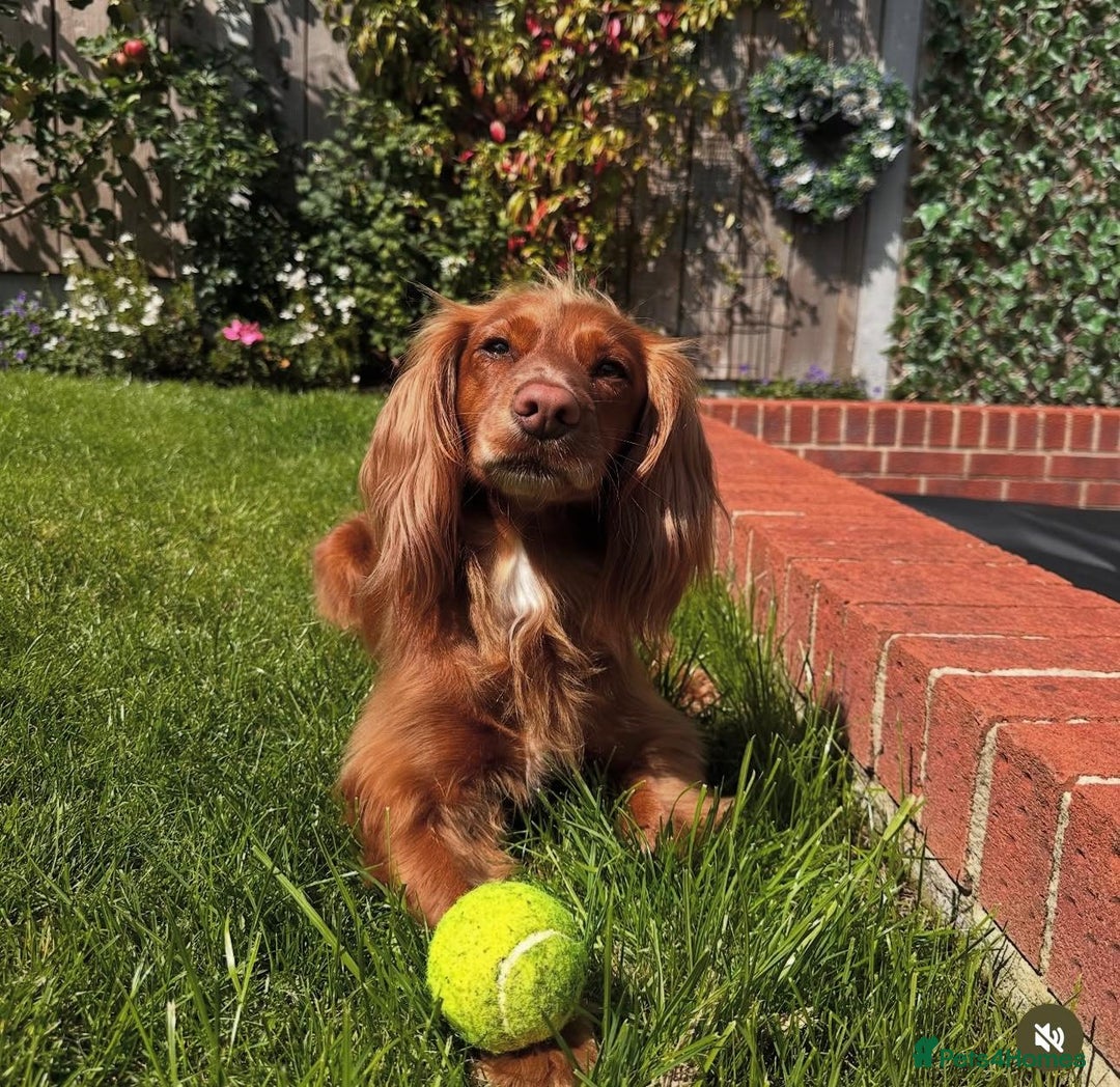 Cocker Spaniel dogs for sale: WORKING COCKER PUPS  - Advert 3