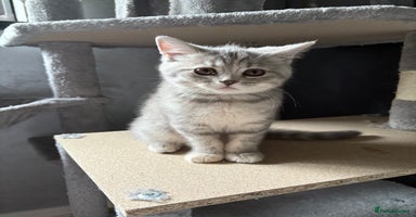 Scottish Fold cats - Advert 3