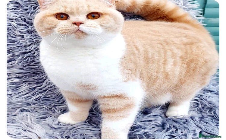 British Shorthair cats in Sheerness - Advert 7