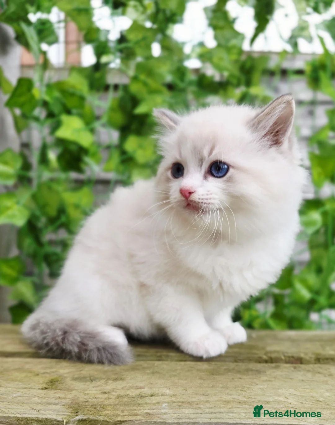 Ragdoll cats for sale: 5 amazing European babies.  Tica registered  - Advert 11