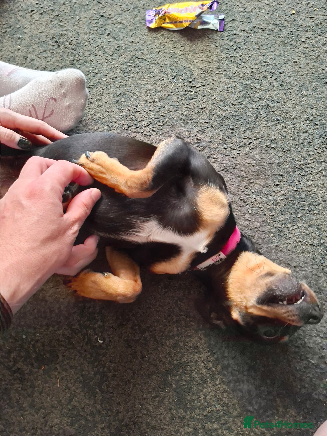 Miniature Pinscher dogs for sale: Lilo, looking for a new home. - Advert 12