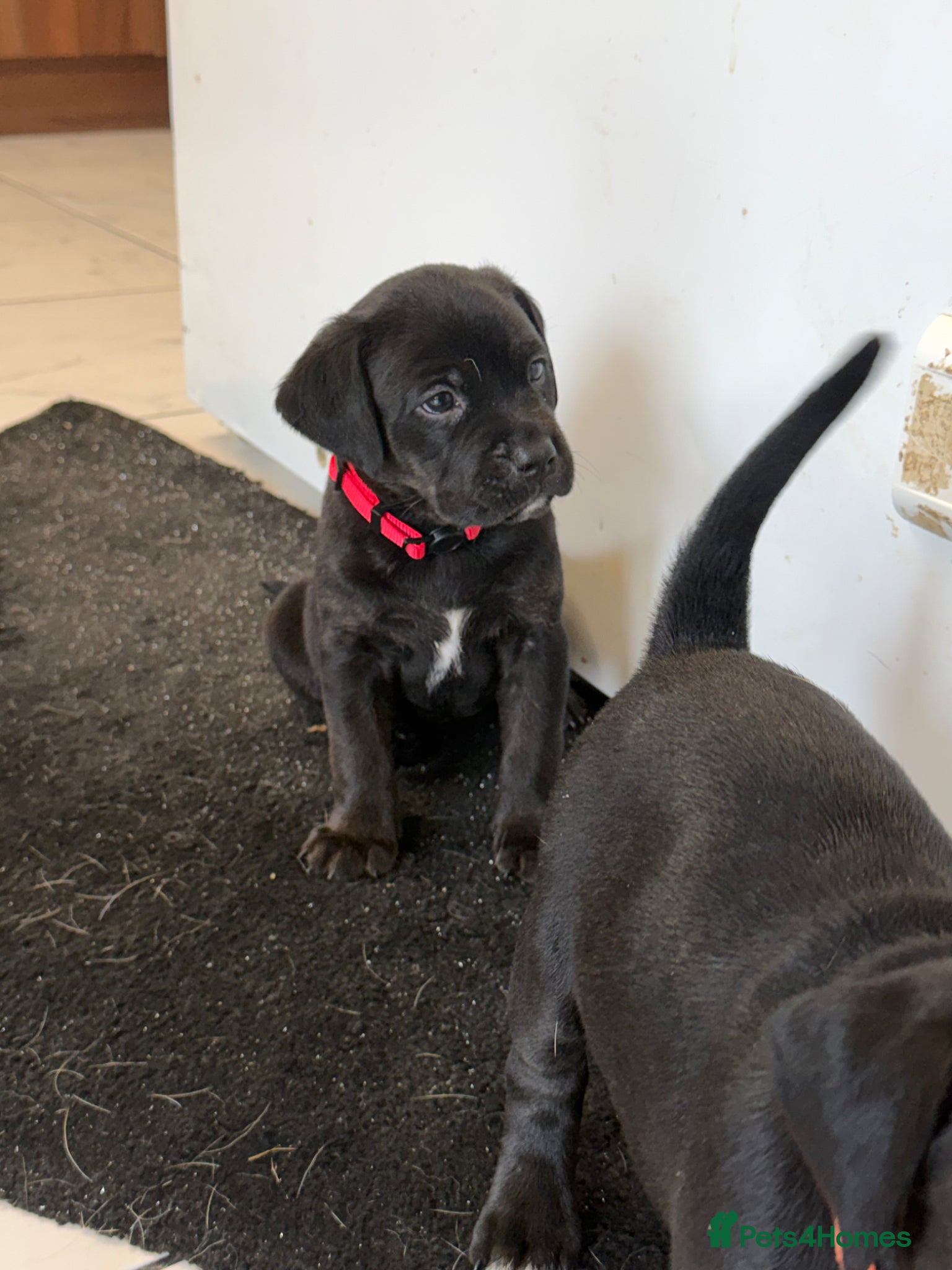 Mixed Breed dogs Staffordshire bullterrier cross Labrador puppies - Advert 1