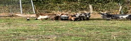 Goats livestock for sale: 3 Pygmy billy goats in Woking - Advert 5