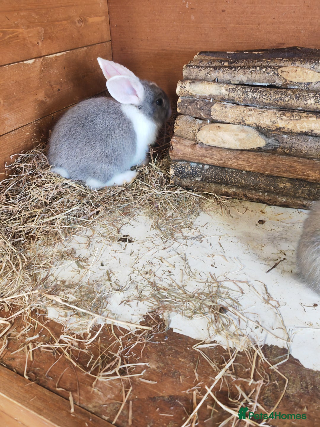English Lop rabbits for sale: Beautiful lop babies  - Image 10