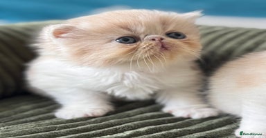 Exotic cats - Advert 15