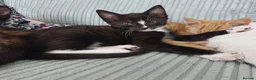 Mixed Breed cats for sale: Kittens in Truro - Advert 11