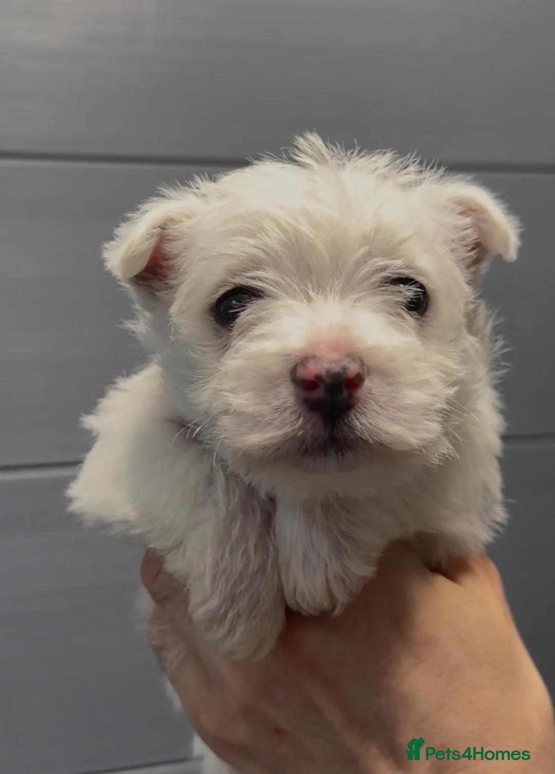 West Highland Terrier dogs for sale: West Highland Terrier Pups Pure Pedigree - Advert 11