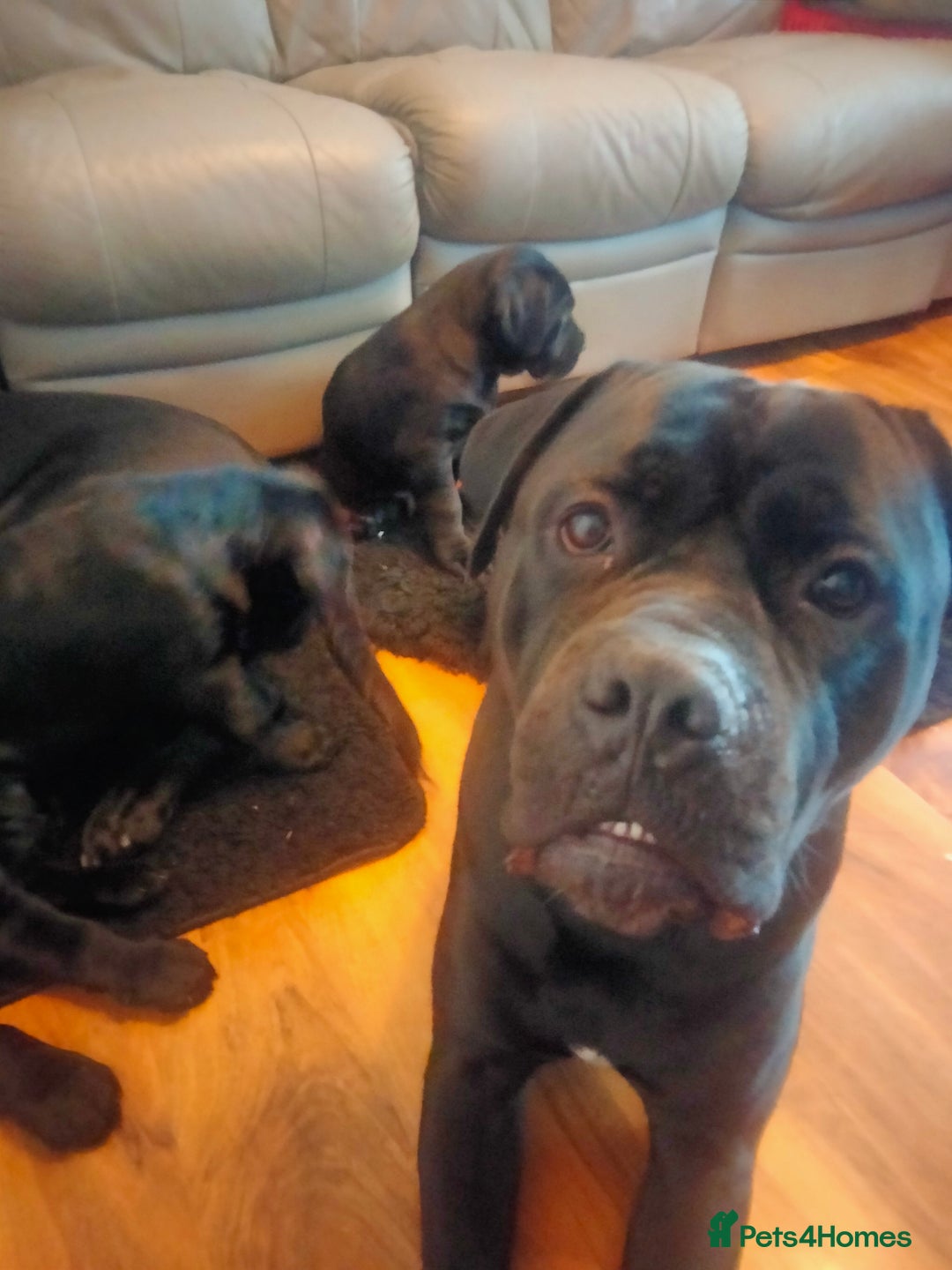 Cane Corso dogs for sale: Cane Corso puppies 14/11/25 - Image 30