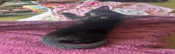 Mixed Breed cats for sale: Black kittens  in Princes Risborough - Advert 5