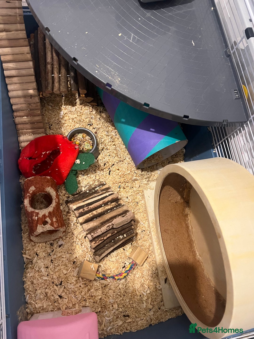 Chinchilla rodents for sale: Hamster Syrian and Full set up!  - Image 9