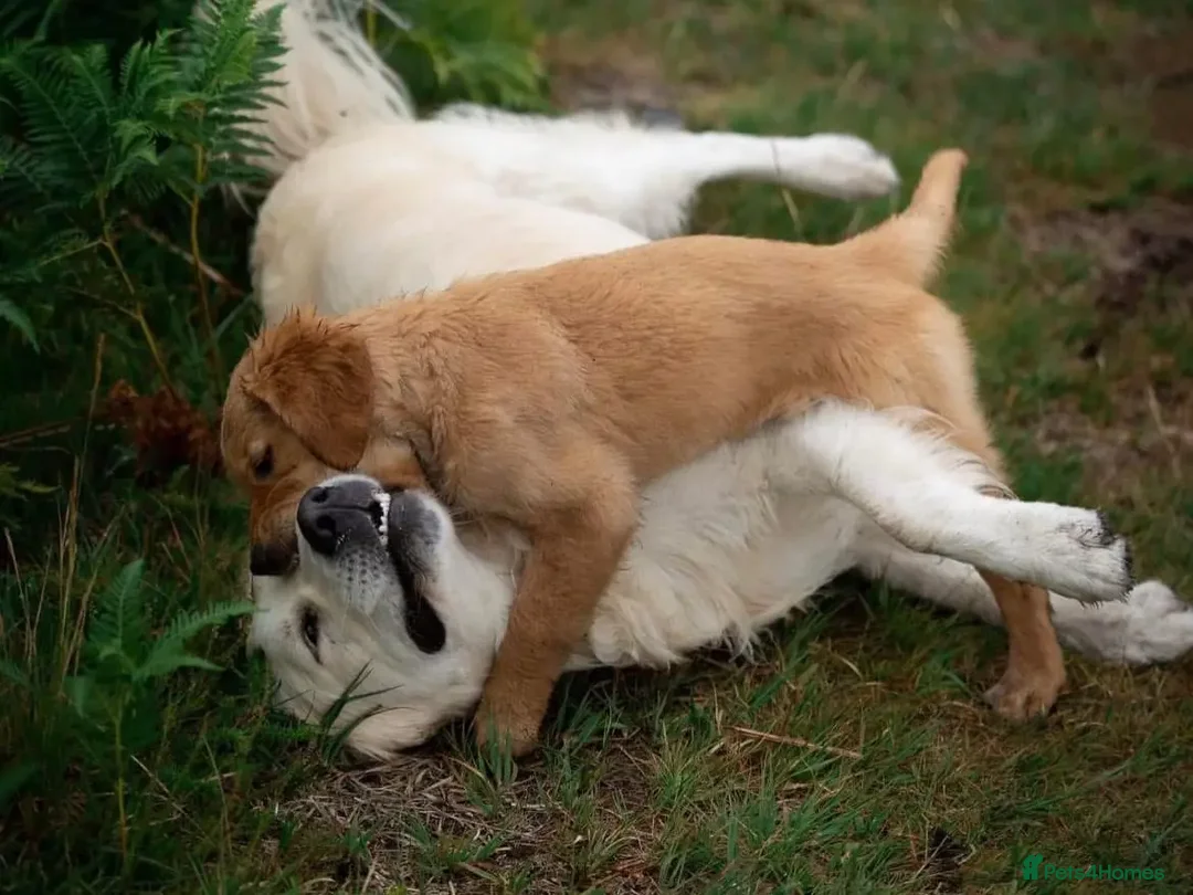 Golden Retriever dogs for stud: Kind, intelligent, fully health tested therapy dog - Advert 37