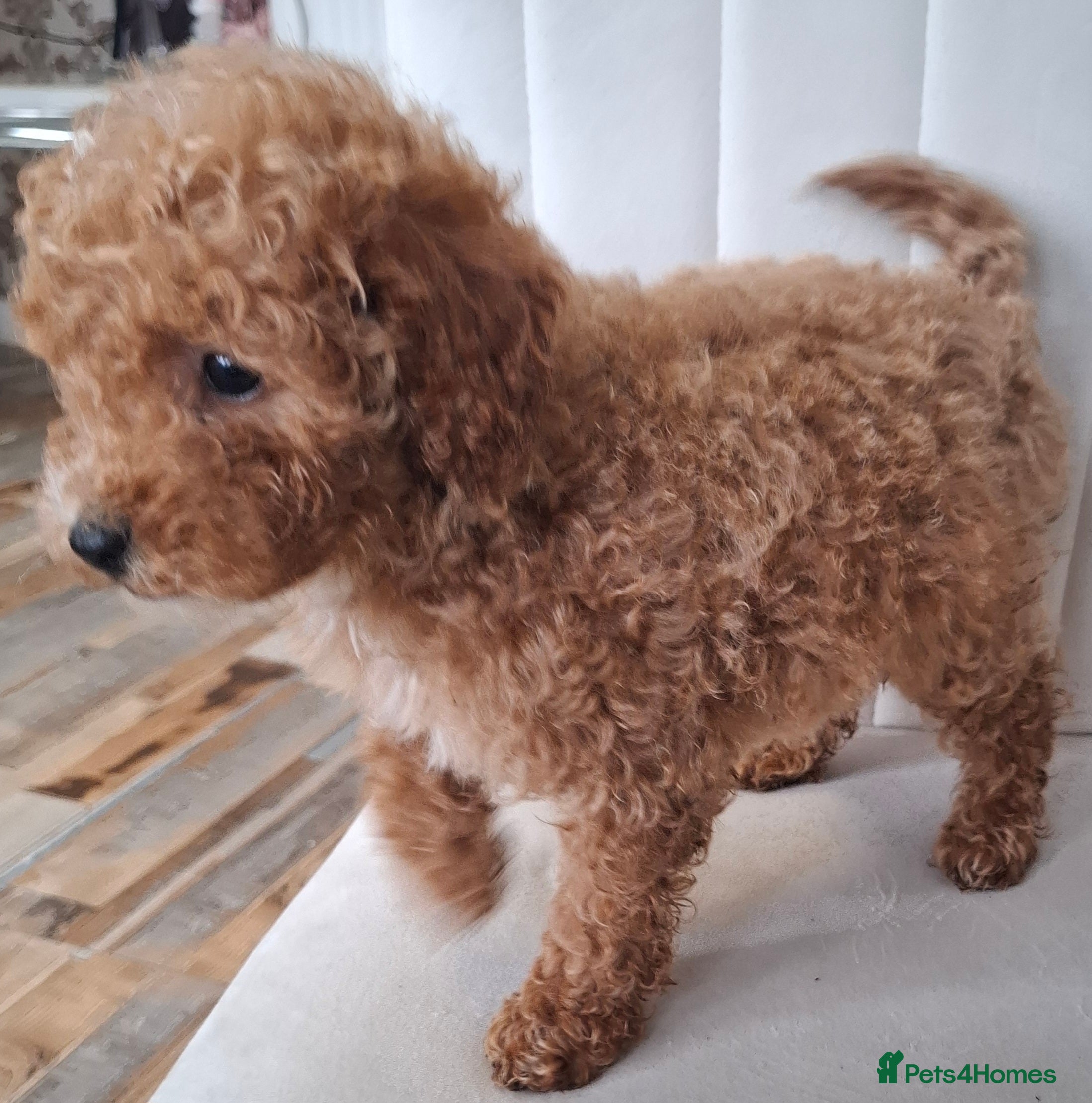 Toy Poodle dogs Toy poodle 🐩 pure breed  - Advert 6