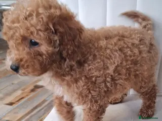 Toy Poodle dogs Toy poodle 🐩 pure breed - Advert 16