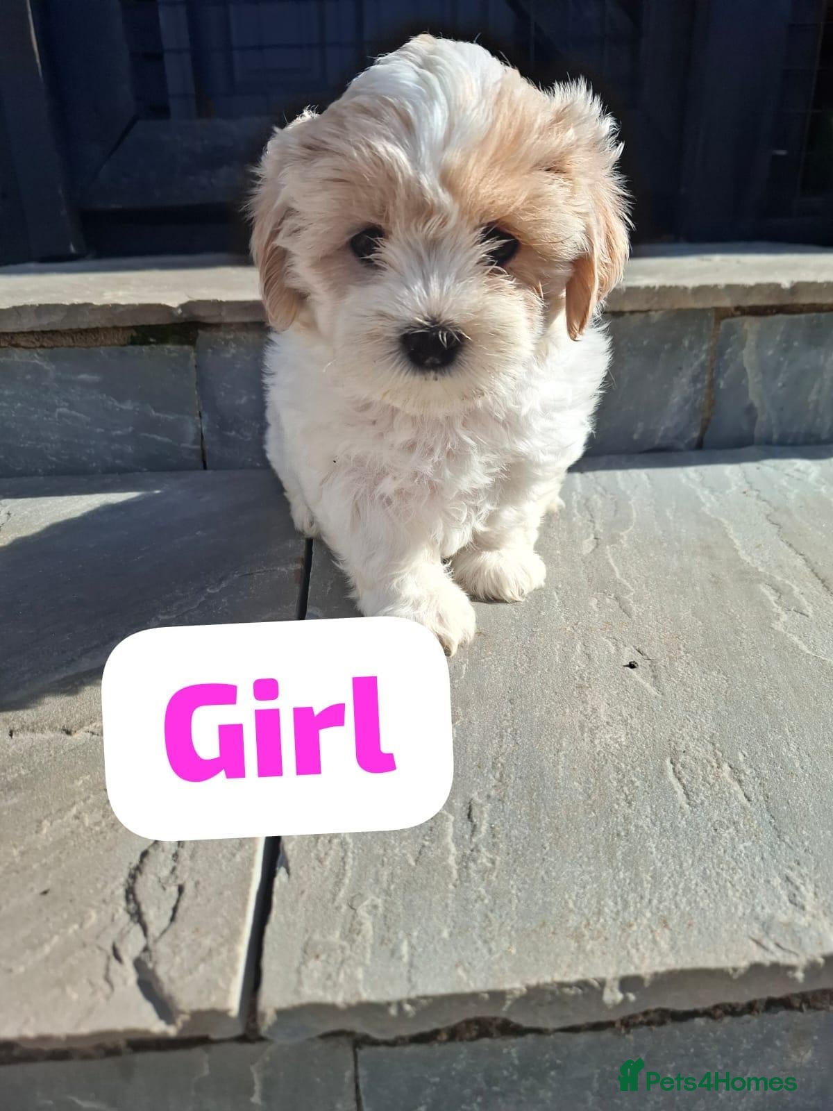 Shichon dogs Shichon puppies - Advert 15