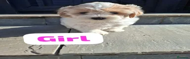 Shichon 3