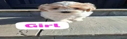 Shichon dogs for sale: Shichon puppies - Advert 13